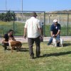 17th National Breed Show